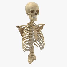 3D Real Human Rib Cage Spine Male Skull Calvicle and Scapula Bones Anatomy With Intervertibral Disks 01(1)